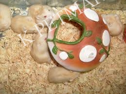 KPETMART- bán nhím kiểng, thỏ kiểng, hamster, chuột cảnh... và thức ăn, vật dụng, đồ dùng thú cưng - 2