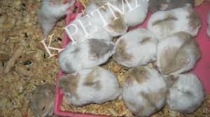 KPETMART- bán nhím kiểng, thỏ kiểng, hamster, chuột cảnh... và thức ăn, vật dụng, đồ dùng thú cưng - 1